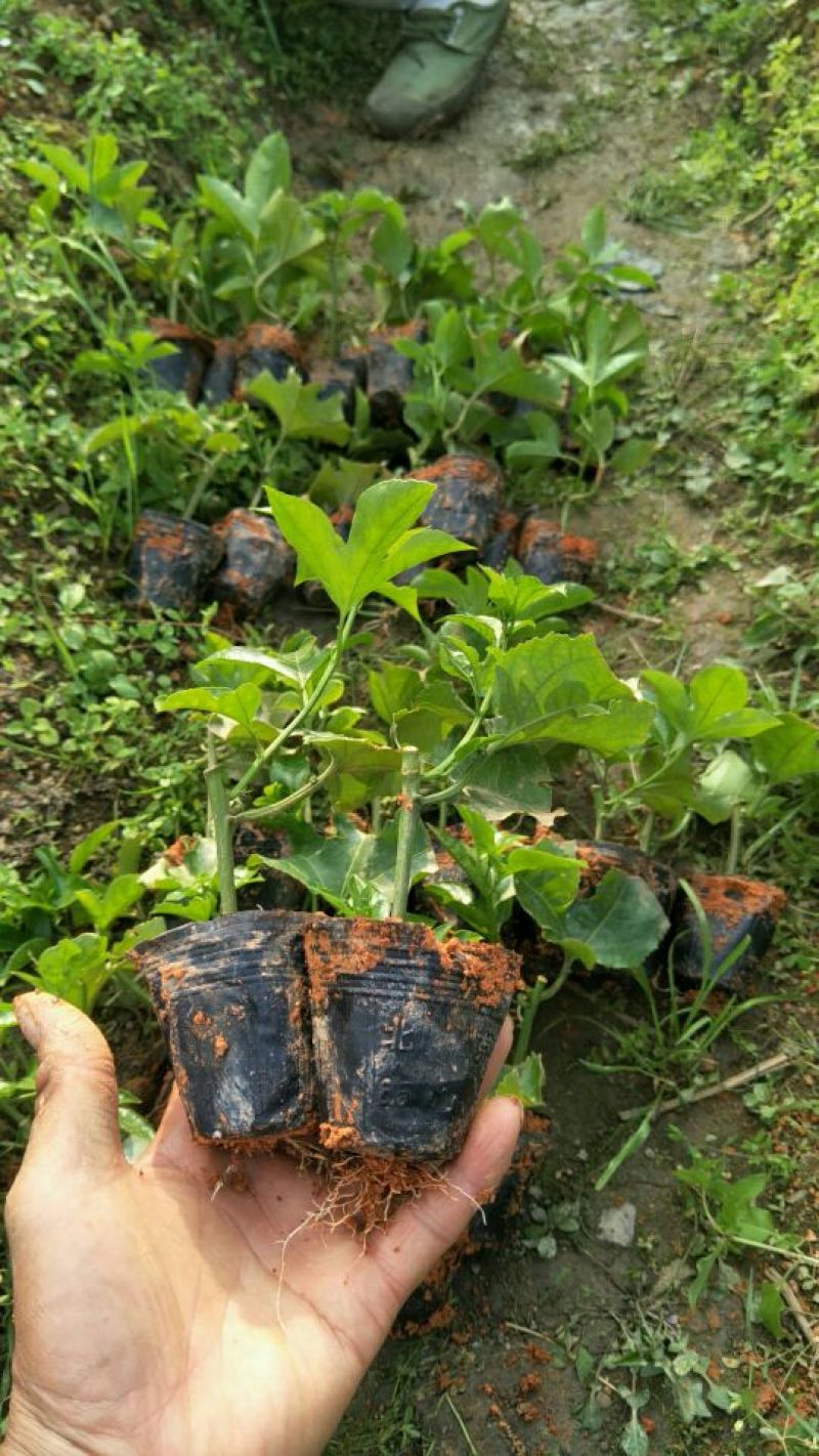 百香果苗，紫香1号百香果苗基地培育，成活率高