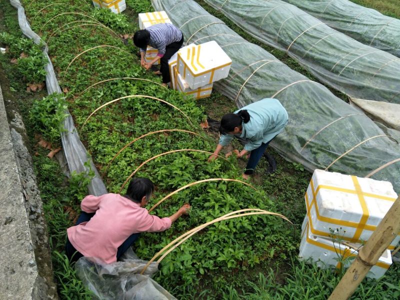 百香果苗，紫香1号百香果苗基地培育，成活率高