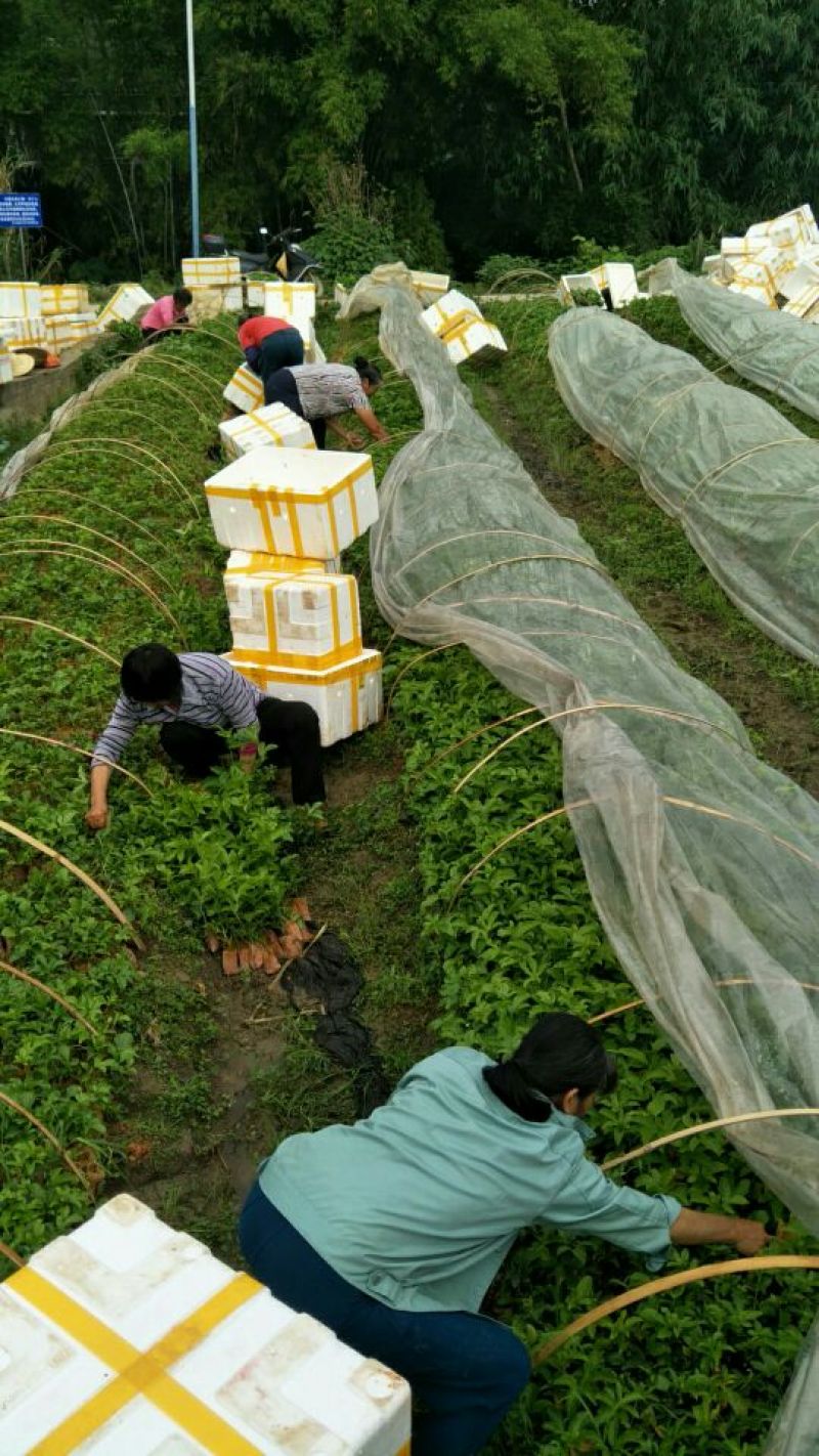 百香果苗，紫香1号百香果苗基地培育，成活率高