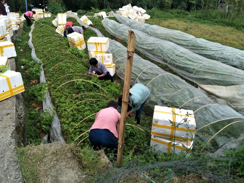 百香果苗，紫香1号百香果苗基地培育，成活率高