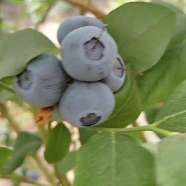 蓝莓苗