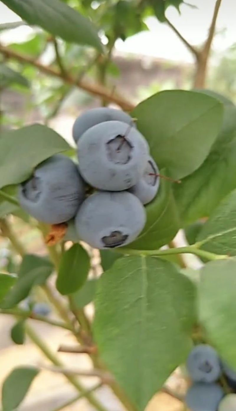 蓝莓苗