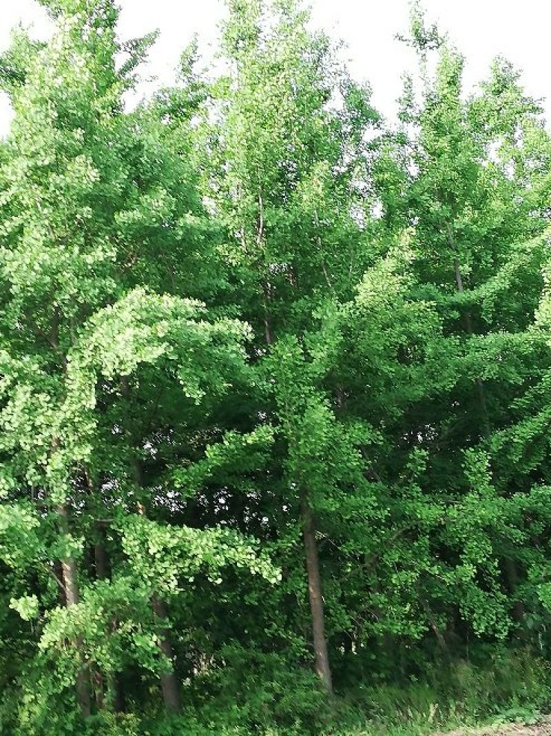 银杏14~16cm4米以上2~3米