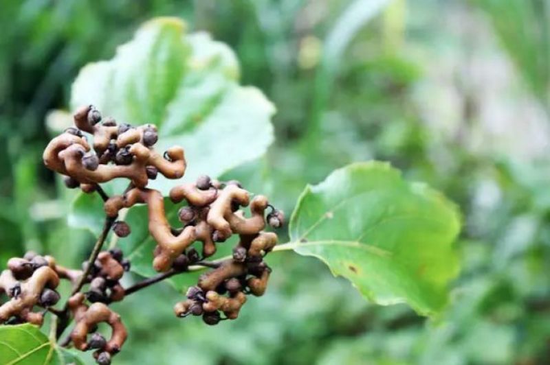 拐枣树苗万寿果树苗野果水果苗拐枣苗种苗
