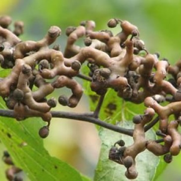 拐枣树苗万寿果树苗野果水果苗拐枣苗种苗