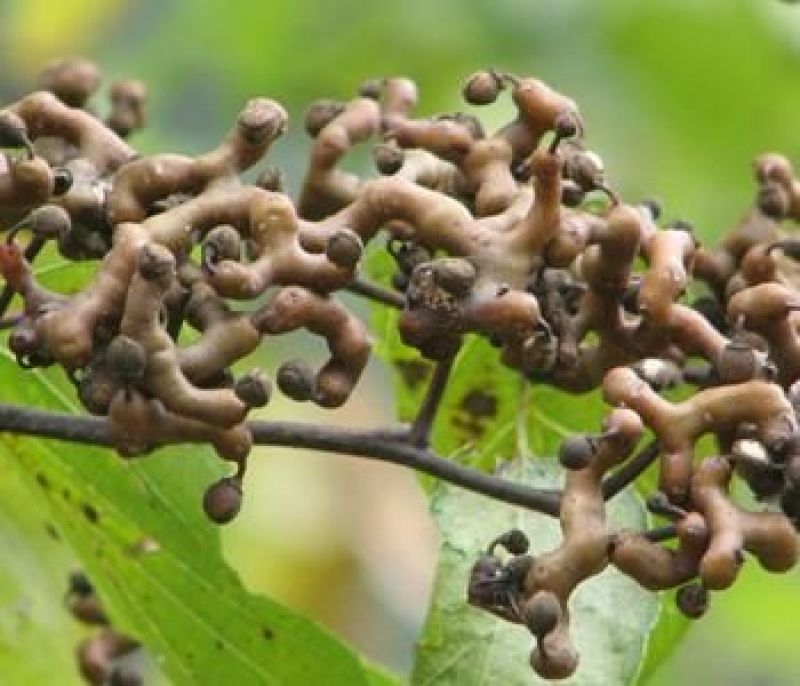拐枣树苗万寿果树苗野果水果苗拐枣苗种苗