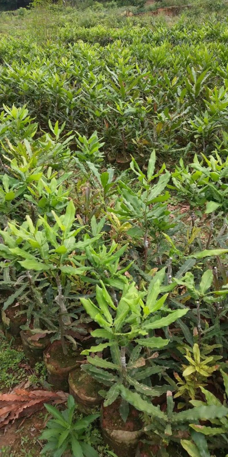 澳洲坚果苗