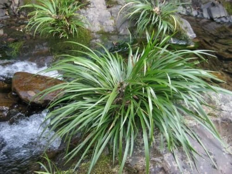 石菖蒲干货野生石菖蒲干货统条药材中药材无硫磺