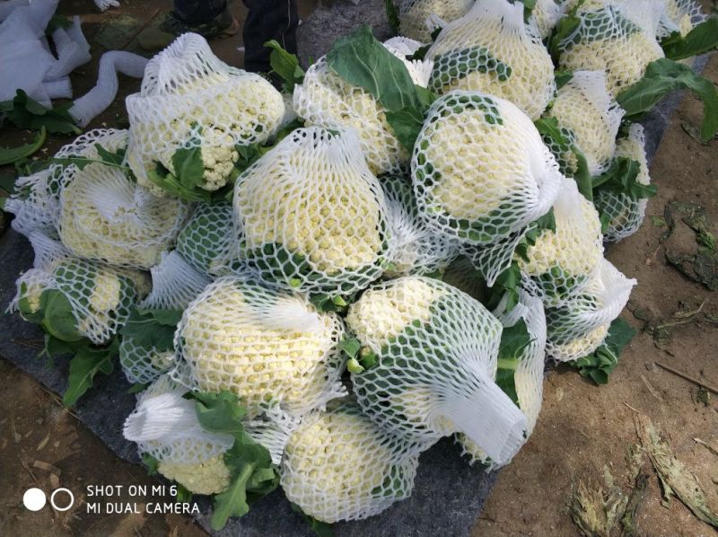白面青梗松花菜2~3斤散花乳白，山东临沂产地直销