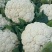 白面青梗松花菜2~3斤散花乳白，山东临沂产地直销
