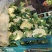 白面青梗松花菜2~3斤散花乳白，山东临沂产地直销