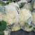 白面青梗松花菜2~3斤散花乳白，山东临沂产地直销