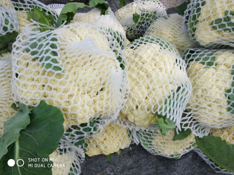 白面青梗松花菜2~3斤散花乳白，山东临沂产地直销