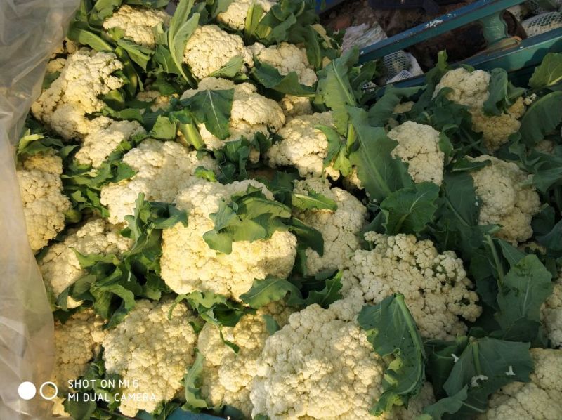 白面青梗松花菜2~3斤散花乳白，山东临沂产地直销