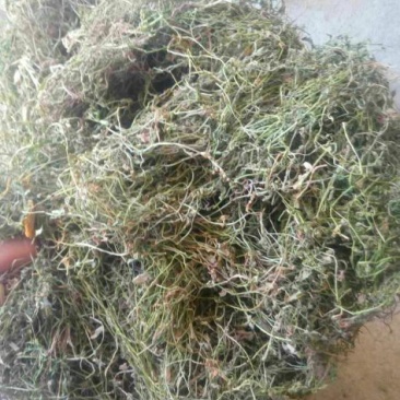 半边莲产地直销批发。量大从优符合国家标准