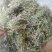 半边莲产地直销批发。量大从优符合国家标准