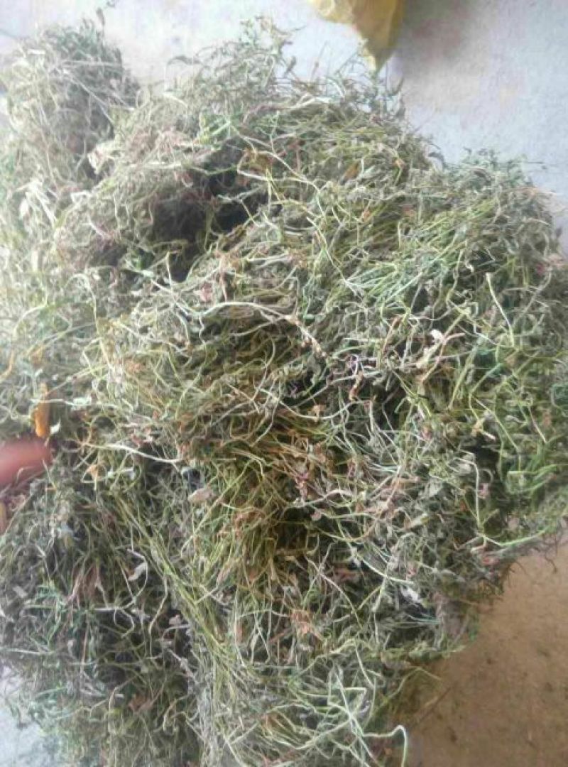 半边莲产地直销批发。量大从优符合国家标准