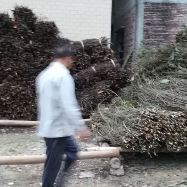 桂碎包装统货