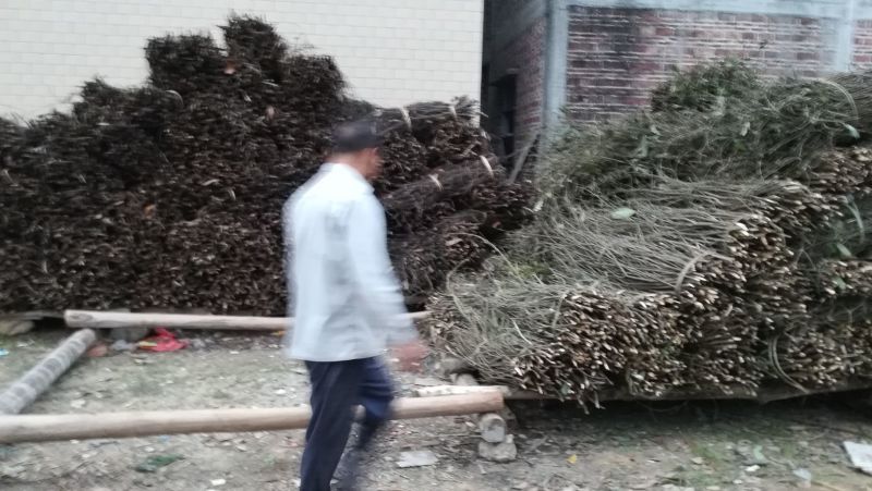 桂碎包装统货