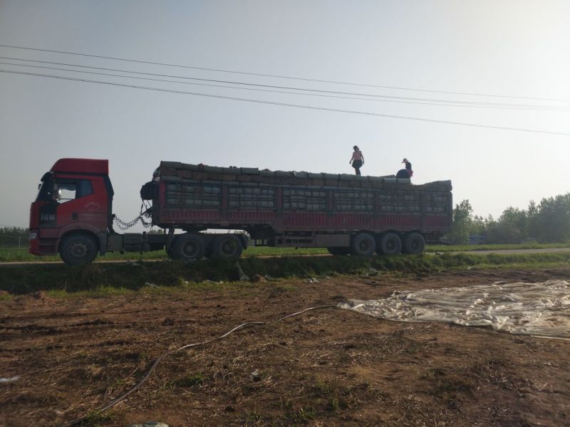 羊饲料羊草质量好价格实惠产地直发保证质量无土无膜
