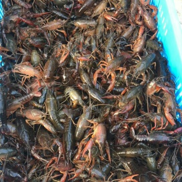大龙虾盱眙龙虾