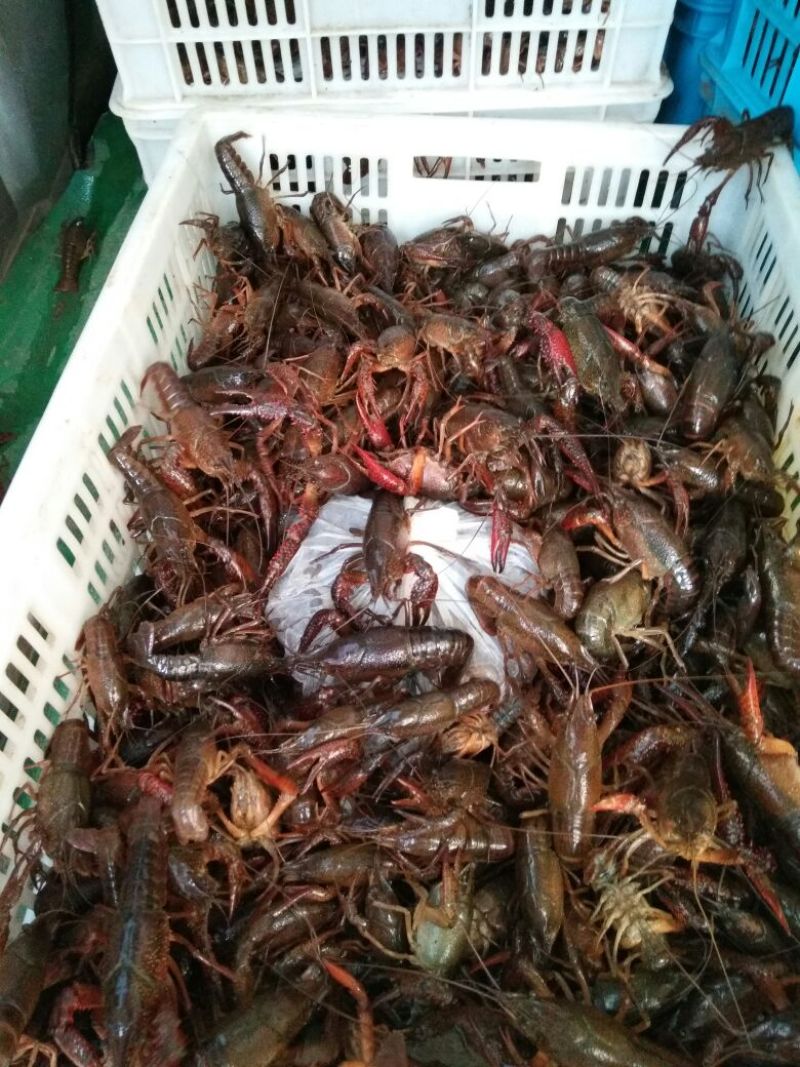 大龙虾盱眙龙虾