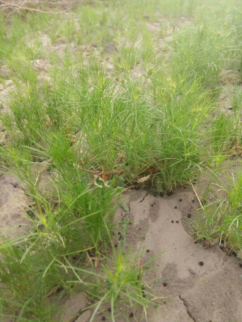 孜然新疆孜然，新疆小茴香