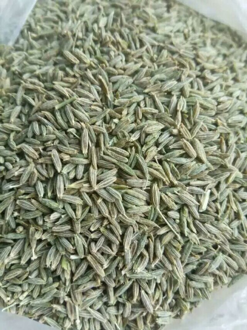 孜然新疆孜然，新疆小茴香