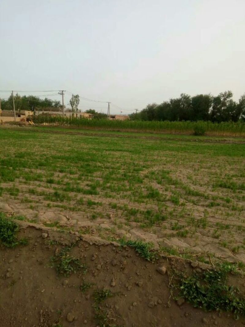 孜然新疆孜然，新疆小茴香