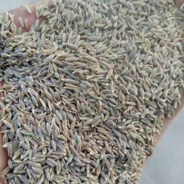 孜然新疆孜然,新疆小茴香