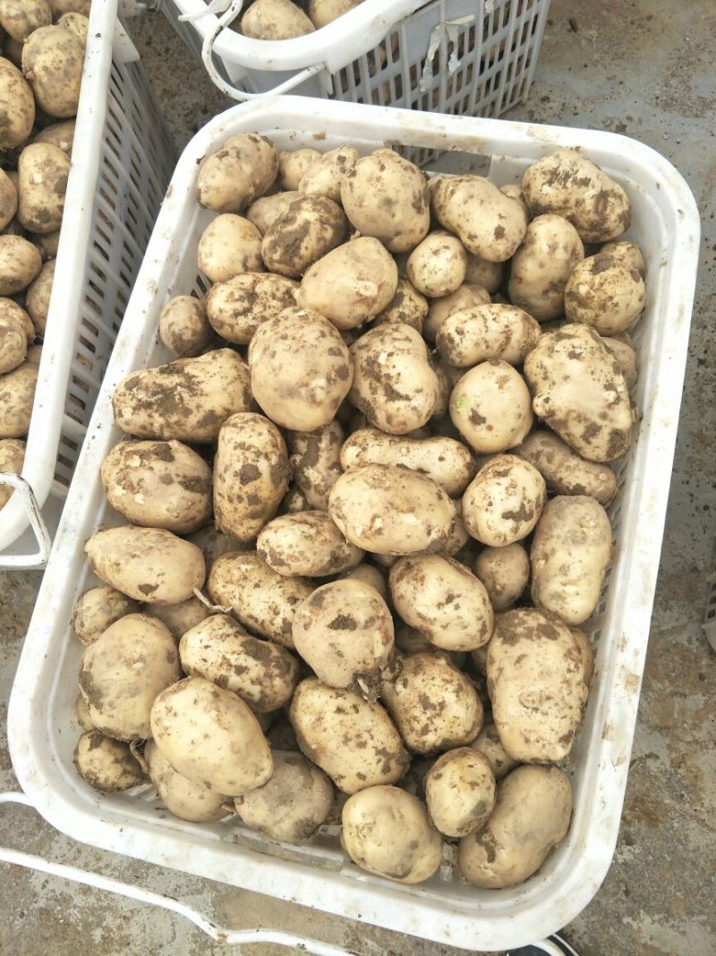 湖北基地直供荷兰黄心黄皮土豆3两以上通货提供各种包装