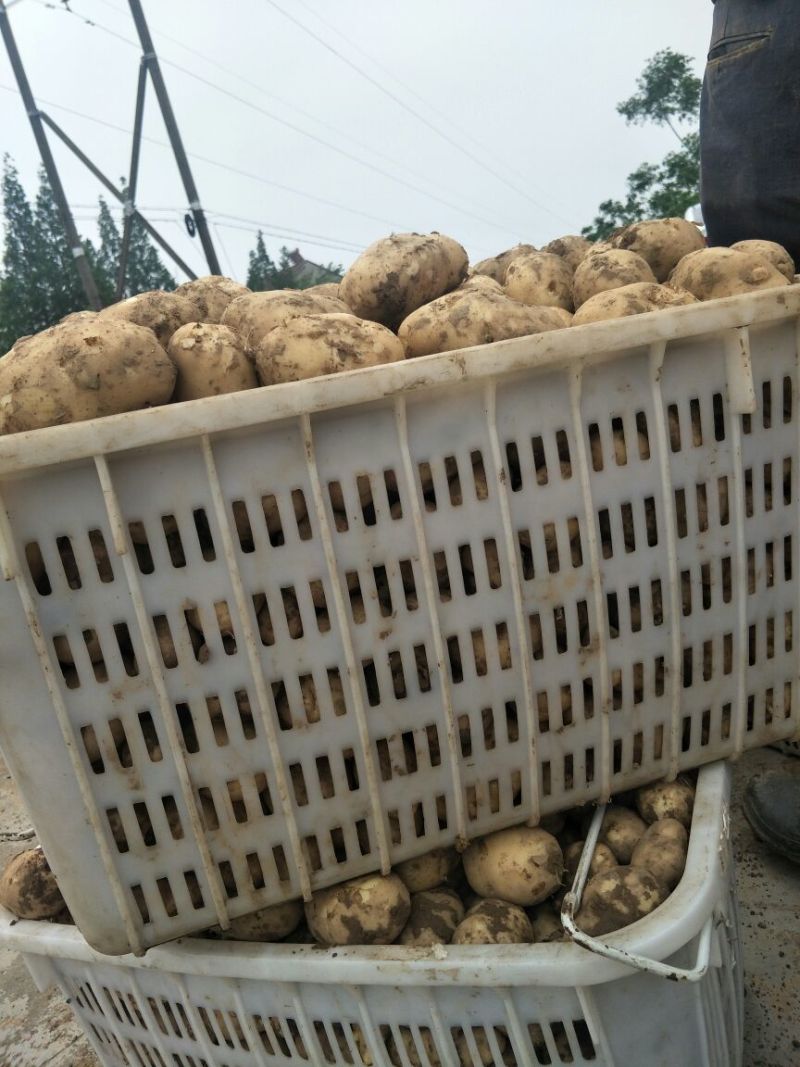 湖北基地直供荷兰黄心黄皮土豆3两以上通货提供各种包装