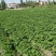 湖北基地直供荷兰黄心黄皮土豆3两以上通货提供各种包装
