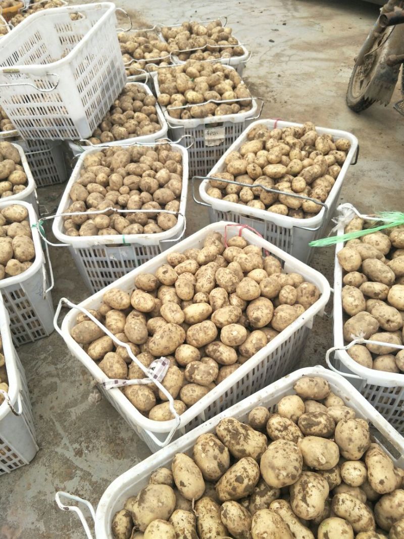 湖北基地直供荷兰黄心黄皮土豆3两以上通货提供各种包装