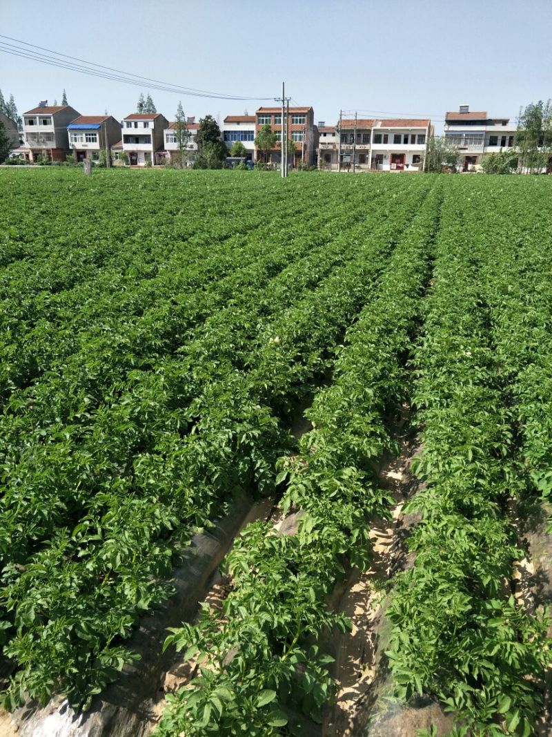 湖北基地直供荷兰黄心黄皮土豆3两以上通货提供各种包装