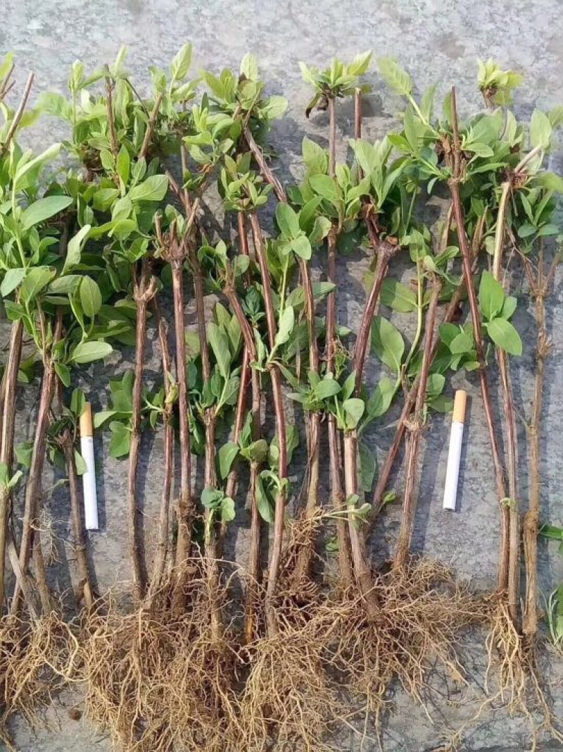 金银花苗50~60cm成活率高、山东四季金银花