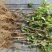 金银花苗50~60cm成活率高、山东四季金银花
