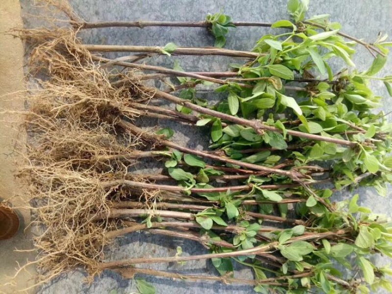 金银花苗50~60cm成活率高、山东四季金银花