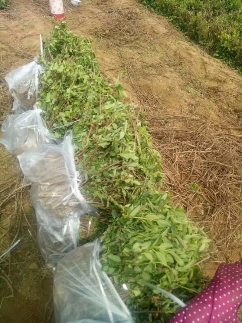 金银花苗50~60cm成活率高、山东四季金银花