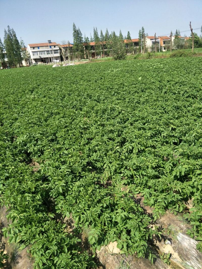 湖北基地种实验一号土豆通货3两以上各种规格大量有货