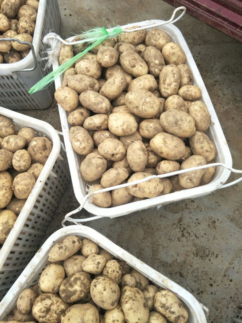 湖北基地种实验一号土豆通货3两以上各种规格大量有货