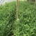 红豆杉盆景带盆栽好50~80cm
