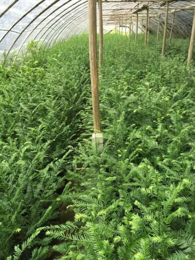 红豆杉盆景带盆栽好50~80cm
