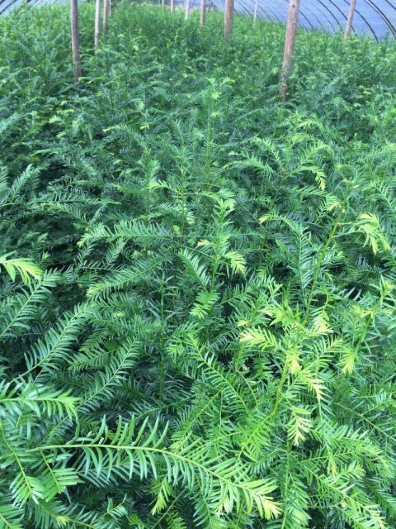 红豆杉盆景带盆栽好50~80cm
