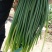 聚贤蒜业苍山蒜薹精品60~70cm