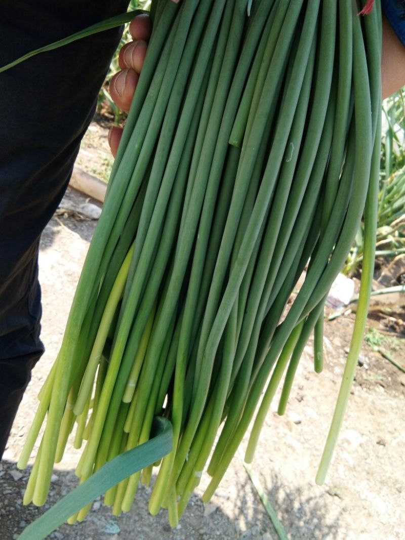聚贤蒜业苍山蒜薹精品60~70cm