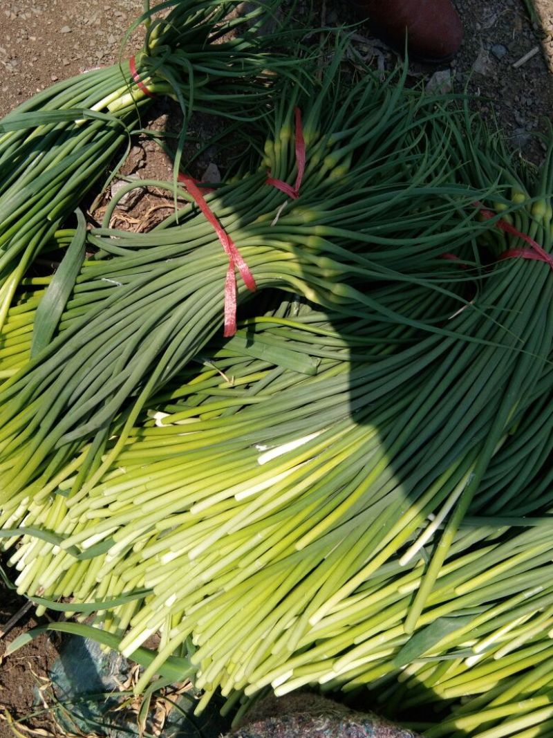 聚贤蒜业苍山蒜薹精品60~70cm