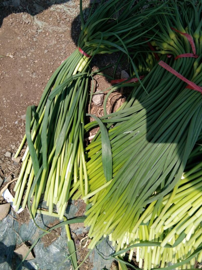 聚贤蒜业苍山蒜薹精品60~70cm