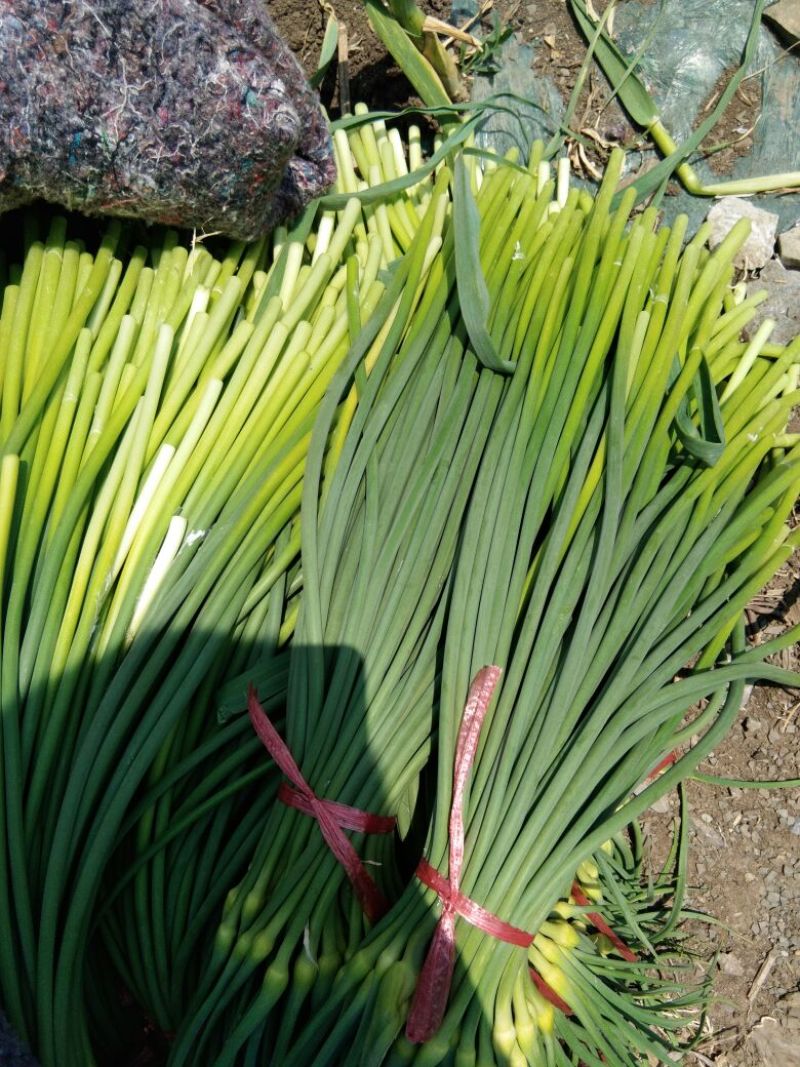 聚贤蒜业苍山蒜薹精品60~70cm