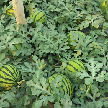 京欣西瓜8斤打底7成熟1茬